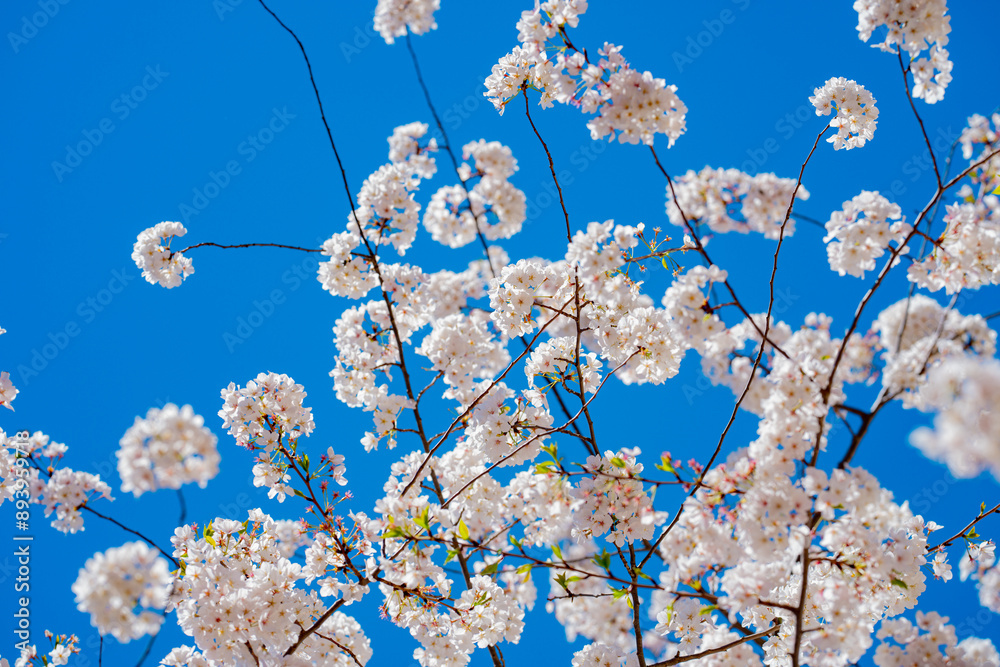 Spring blossom background. Cherry blossom tree on blue sky background. Orchard flowers. Spring blossom. Branch of blossoming tree. Blossom white flowers. Spring time. Spring blossom background. Cherry blossom tree on blue sky background. Orchard flowers. Spring blossom. Branch of blossoming tree. Blossom white flowers. Spring time.
