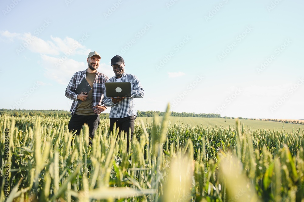 Two multiracial farmer standing in a wheat field with laptop, They are examining crop at sunset Two multiracial farmer standing in a wheat field with laptop, They are examining crop at sunset