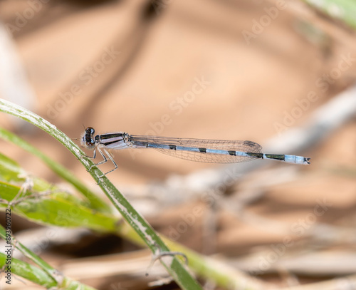 Familiar Bluet (Enallagma civile) Damselfly Perched on a Stem in Colorado