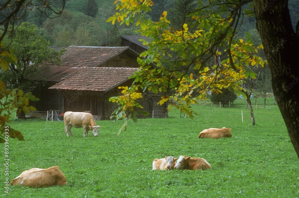 Farm And Cattle