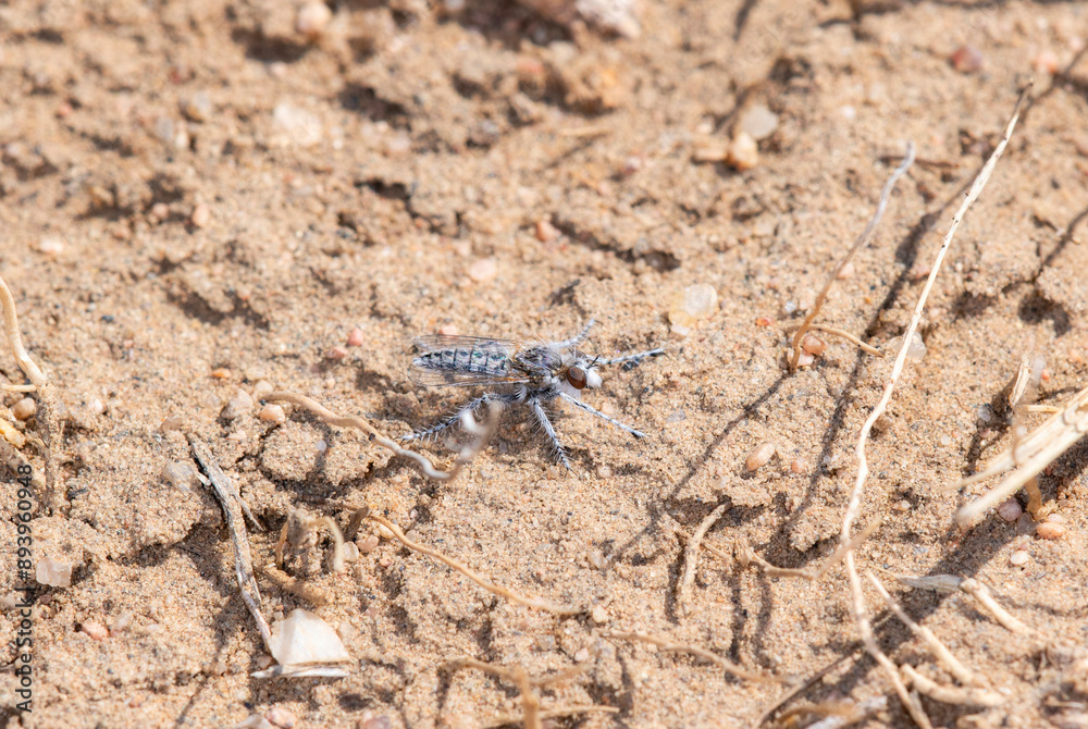 An Ablautus Robber Fly Resting on Sandy Ground in Colorado An Ablautus Robber Fly Resting on Sandy Ground in Colorado