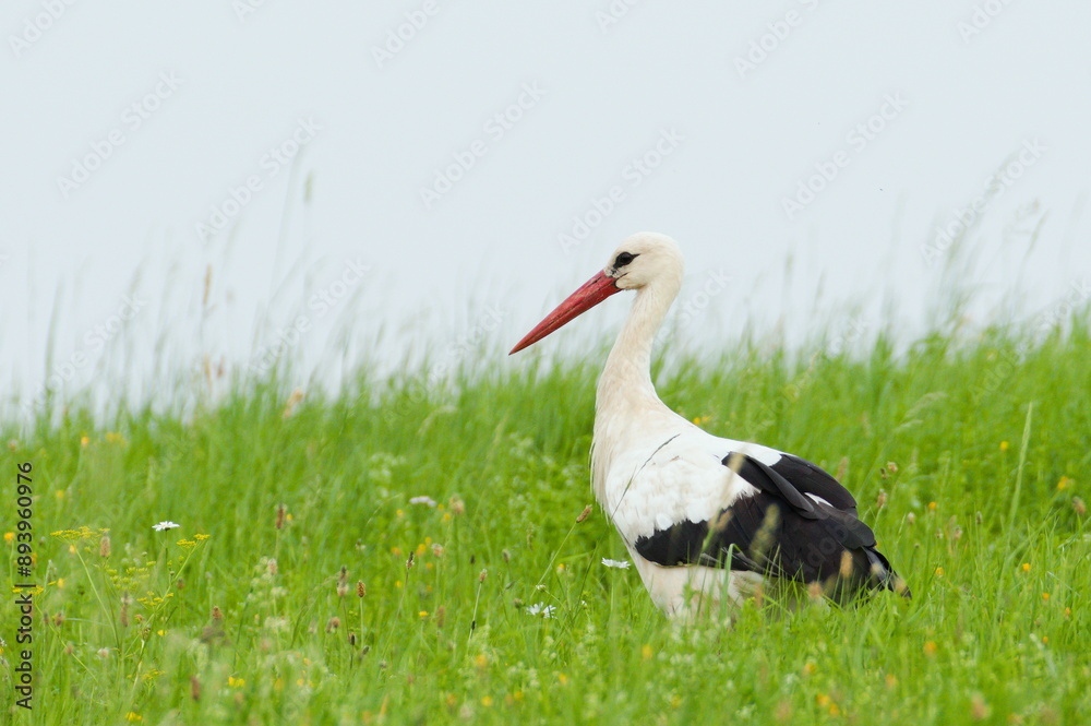 Fototapeta premium Large bird Ciconia ciconia aka White Stork is hunting on the field.