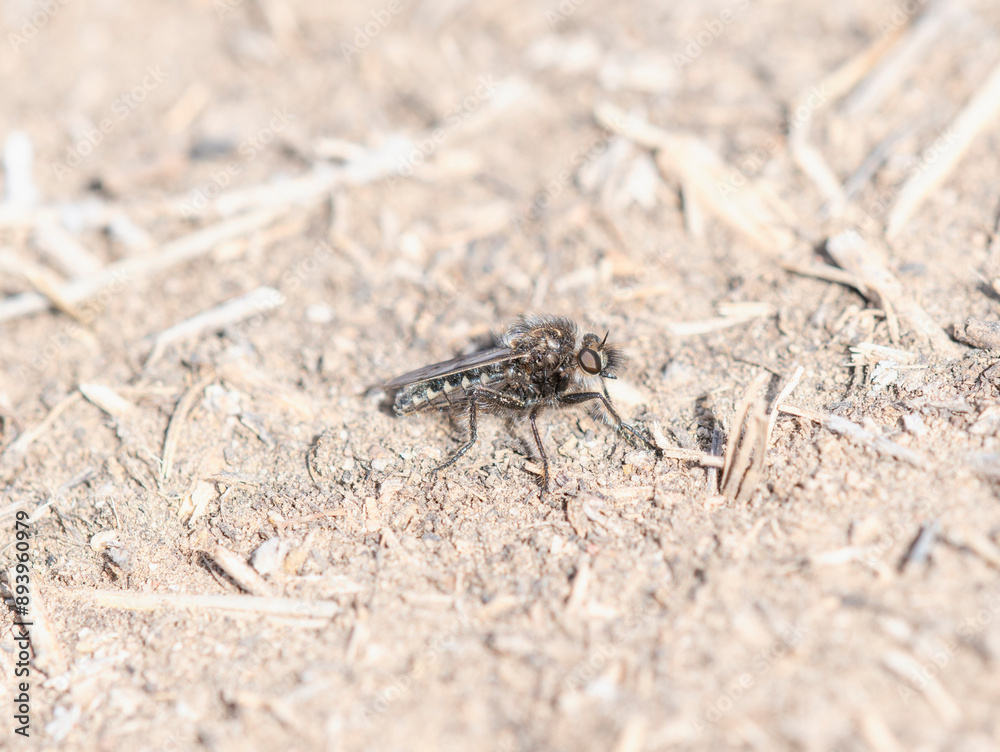 A Comantella Robber Fly in Colorado During the Day A Comantella Robber Fly in Colorado During the Day