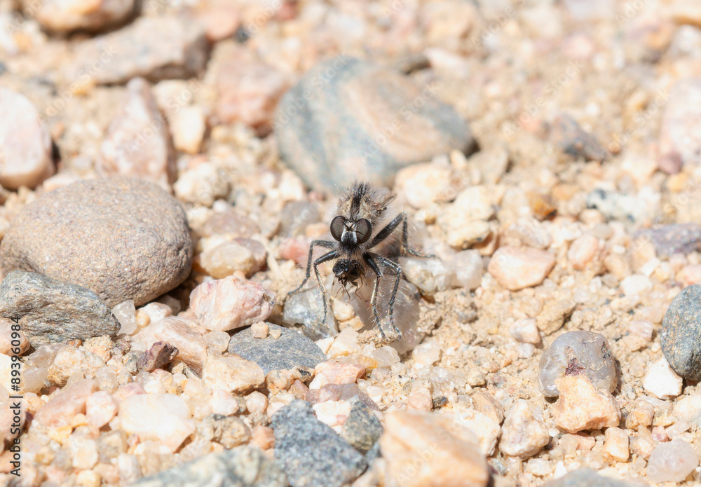 Comantella Robber Fly With Prey In Colorado Comantella Robber Fly With Prey In Colorado