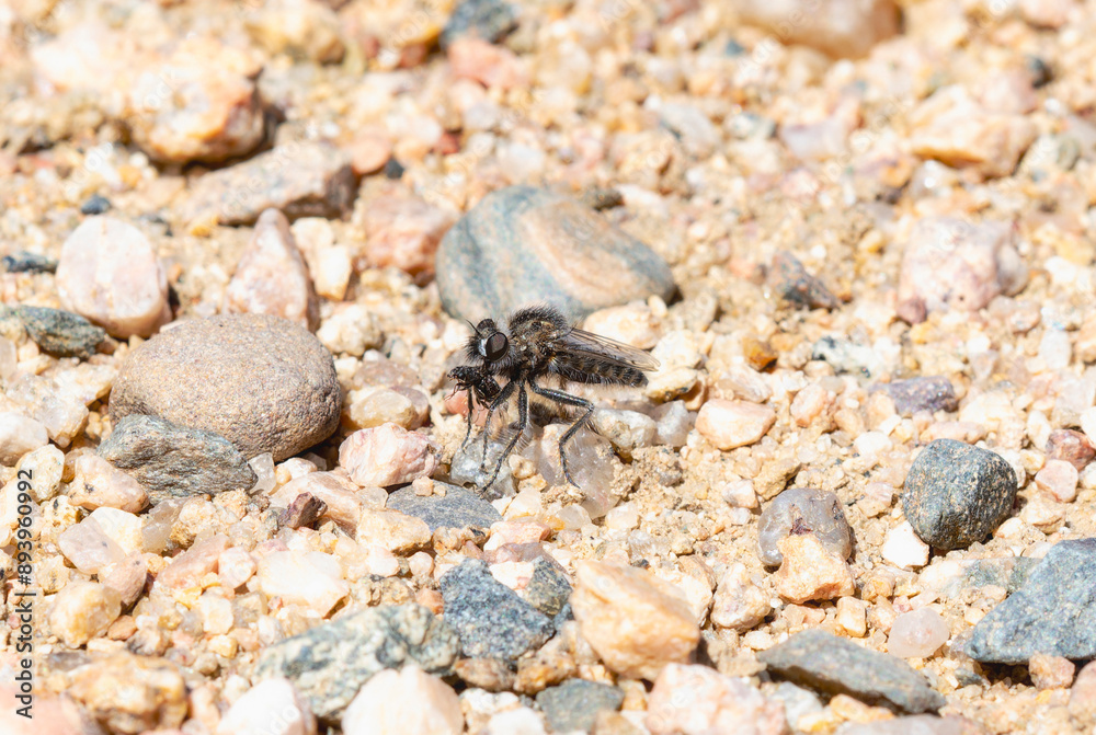 Comantella Robber Fly With Prey in Colorado Comantella Robber Fly With Prey in Colorado