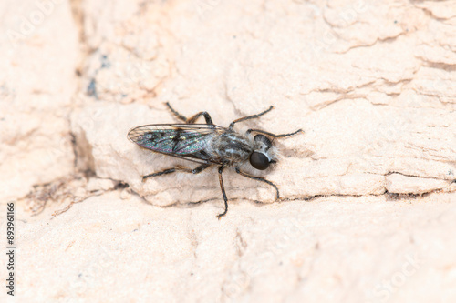 A Robber Fly (Genus Eucyrtopogon) Perched on White Rock in Colorado photo