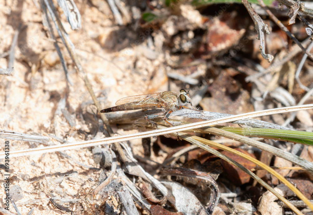 Proctacanthella Robber Fly Perched On A Blade Of Grass In Colorado Proctacanthella Robber Fly Perched On A Blade Of Grass In Colorado