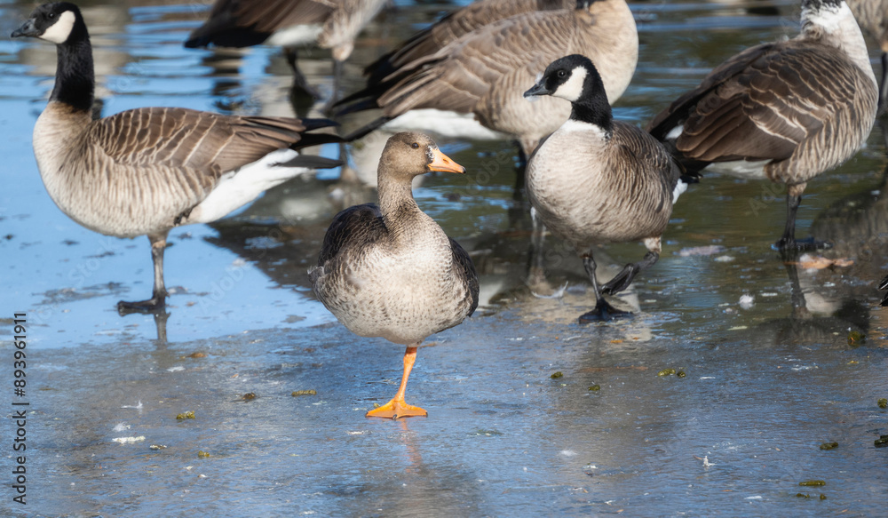 Greater White-fronted Goose (Anser albifrons) Stands on Ice in Colorado Greater White-fronted Goose (Anser albifrons) Stands on Ice in Colorado
