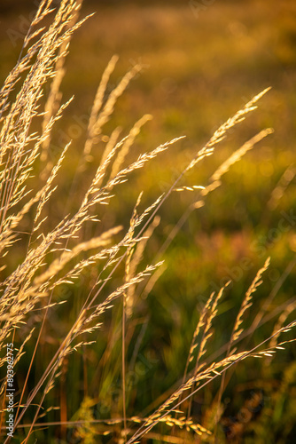 The meadow grass tall fescue Festuca partensis in fall. The beautiful wallpaper of Red fescue Festuca rubra