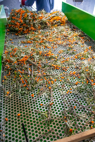 Worker sorting berry orange sea buckthorn for making drinks and vitamins. Industry food factory.