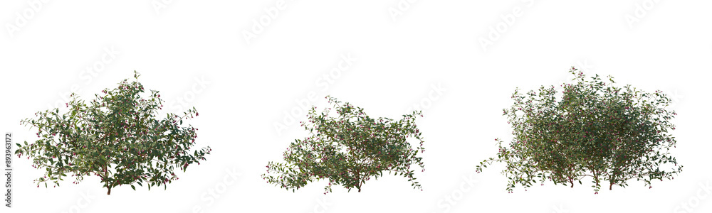 Set of Fuchsia magellanica (the hummingbird fuchsia, hardy fuchsia or chilco) flowering plant frontal isolated png on a transparent background perfectly cutout high resolution Set of Fuchsia magellanica (the hummingbird fuchsia, hardy fuchsia or chilco) flowering plant frontal isolated png on a transparent background perfectly cutout high resolution