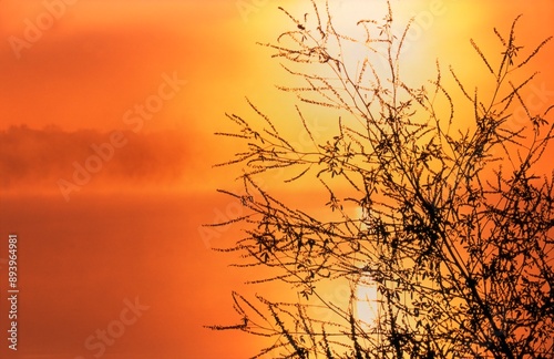 Silhouette Of Plant Against Golden Sunset photo