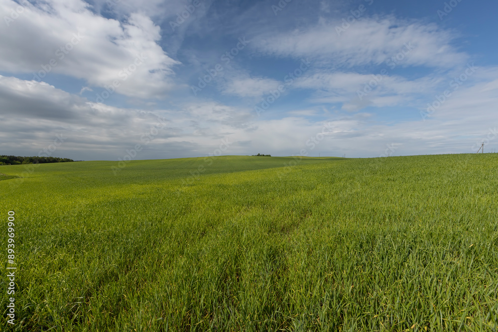 beautiful green wheat sprouts in sunny weather beautiful green wheat sprouts in sunny weather