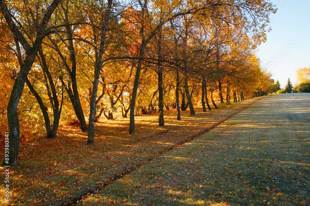 Fototapeta premium Trees In Autumn
