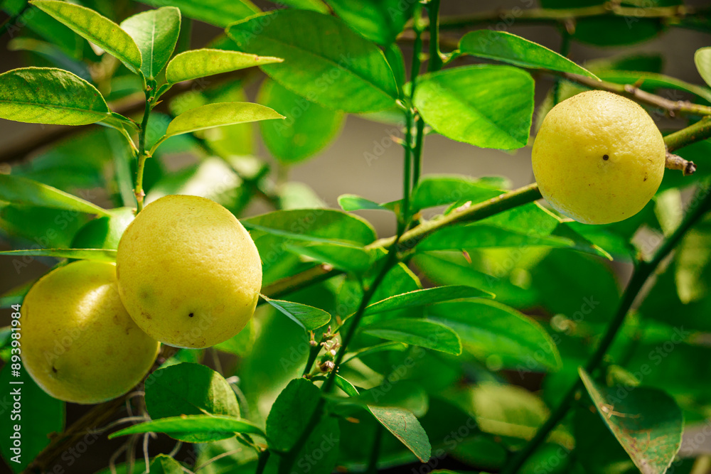 Capture the essence of organic growth and natural freshness with this vibrant image of sunlit lemons nestled among verdant leaves Capture the essence of organic growth and natural freshness with this vibrant image of sunlit lemons nestled among verdant leaves