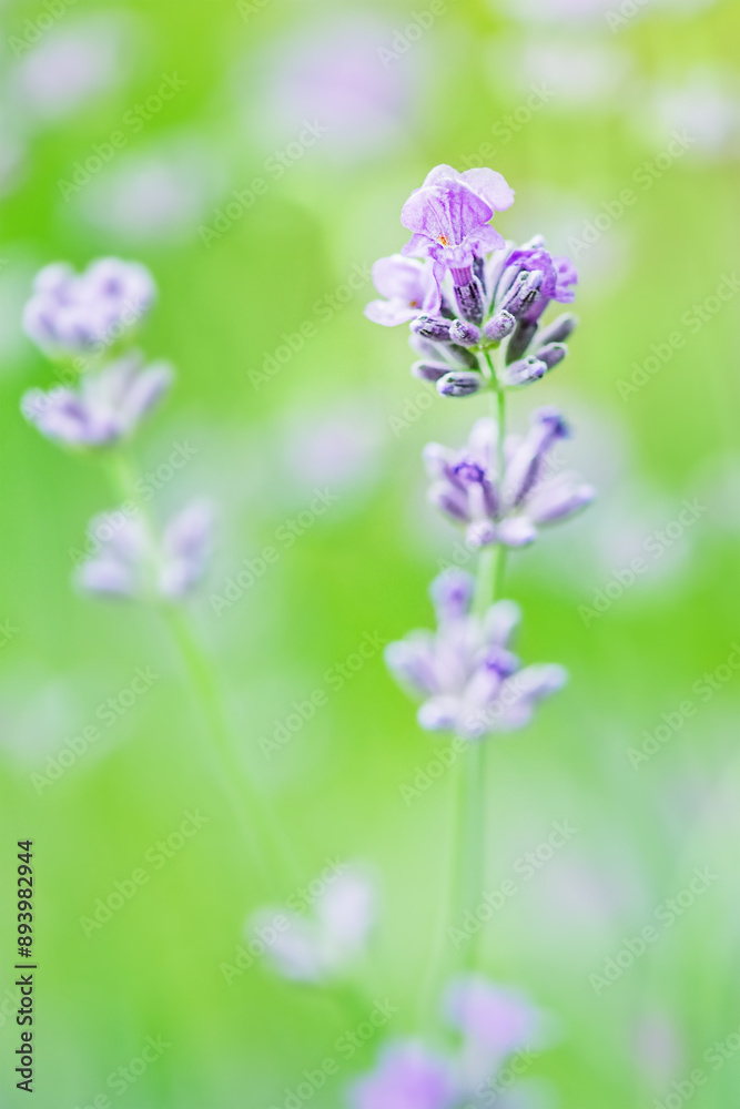 Lavender plant thin focal part on blurred green background. Lavender plant thin focal part on blurred green background.
