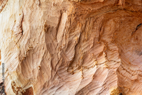 Teeth marks left by a beaver