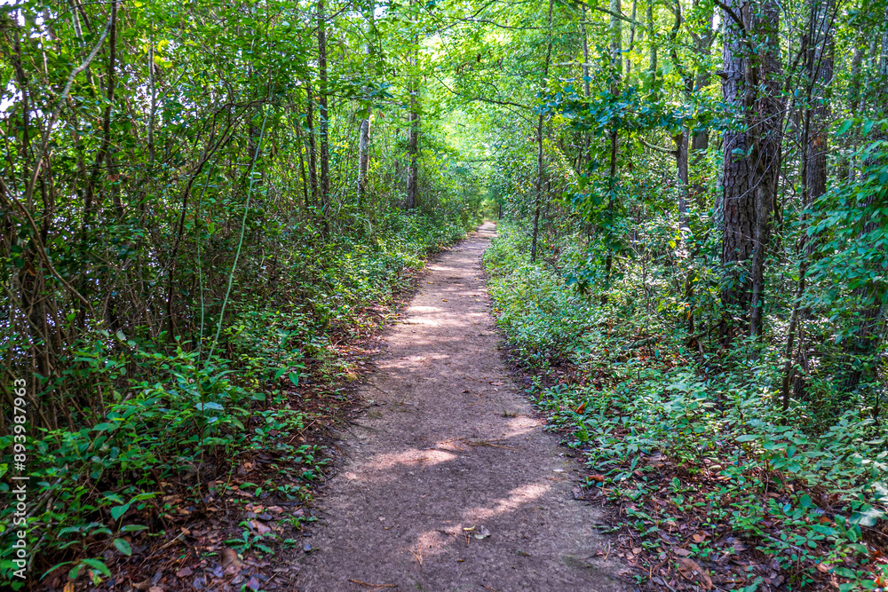 footpath in the forest footpath in the forest
