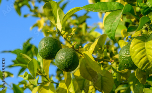 A cluster of fresh green oranges hanging from a branch, covered in water droplets
