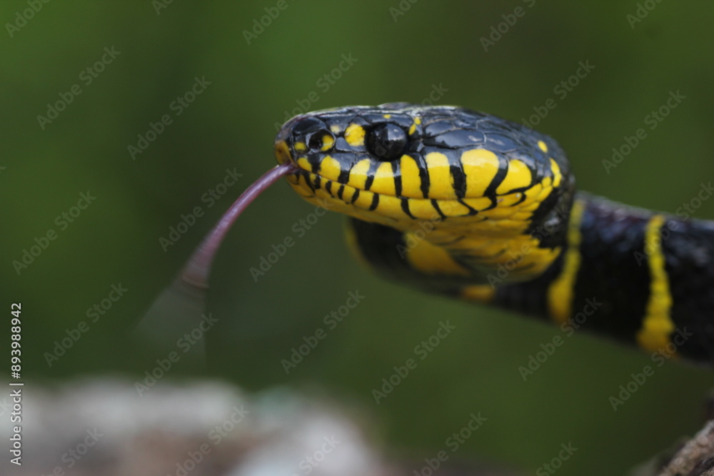 Obraz premium snake, golden ring snake, Boiga dendrophila, a golden ring snake, golden ring snake face