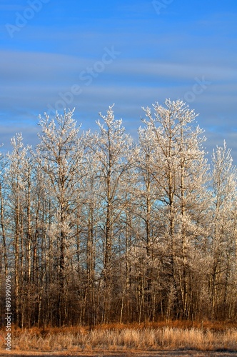 Frosty Trees