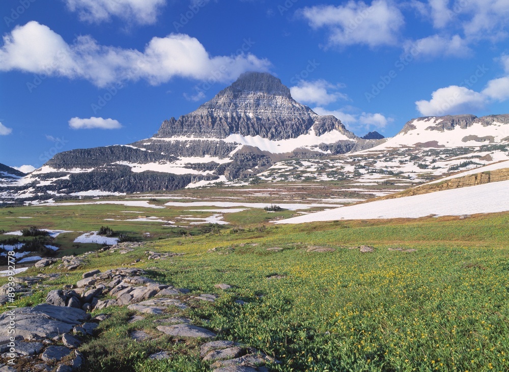 Glacier Lilies In Alpine Meadow, Reynolds Mountain In The Distance, Waterton Glacier International Peace Park