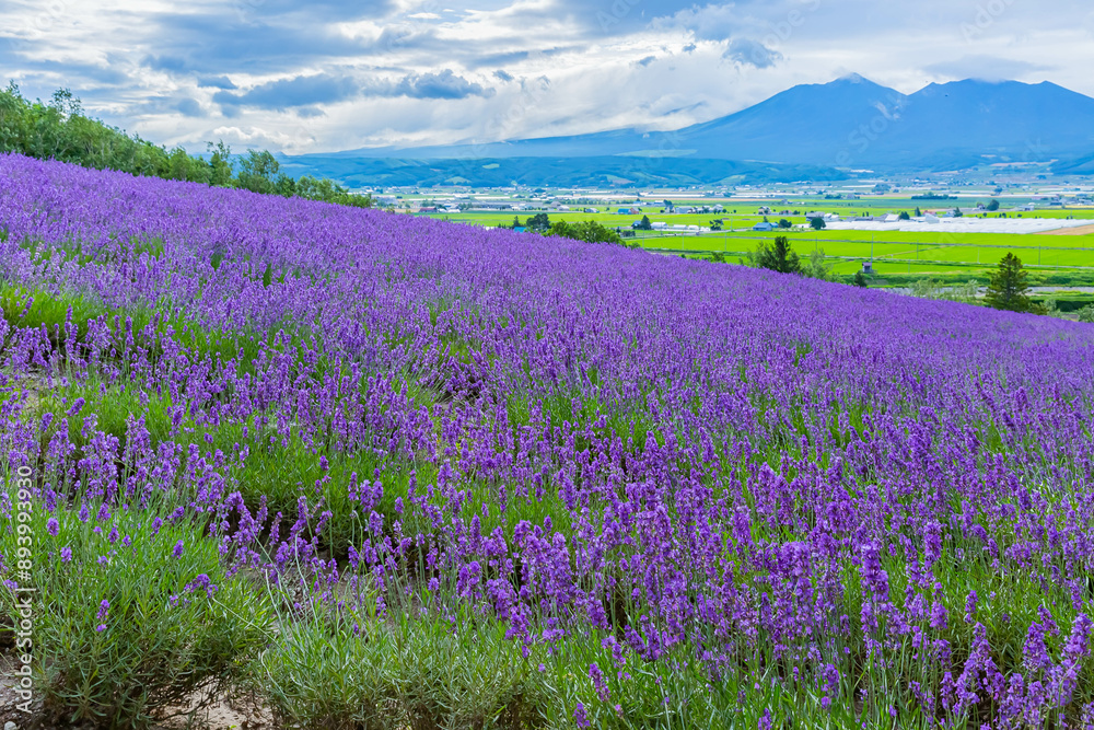 Fototapeta premium ラベンダー畑
