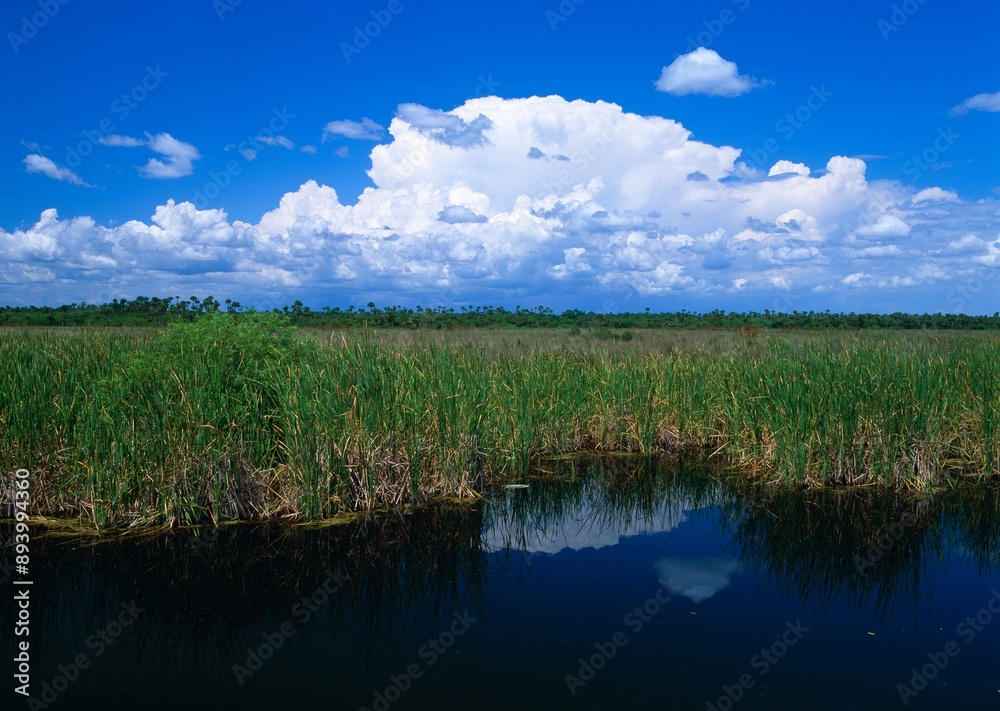 Fototapeta premium Pool Bordered By Sawgrass, Big Cypress National Preserve