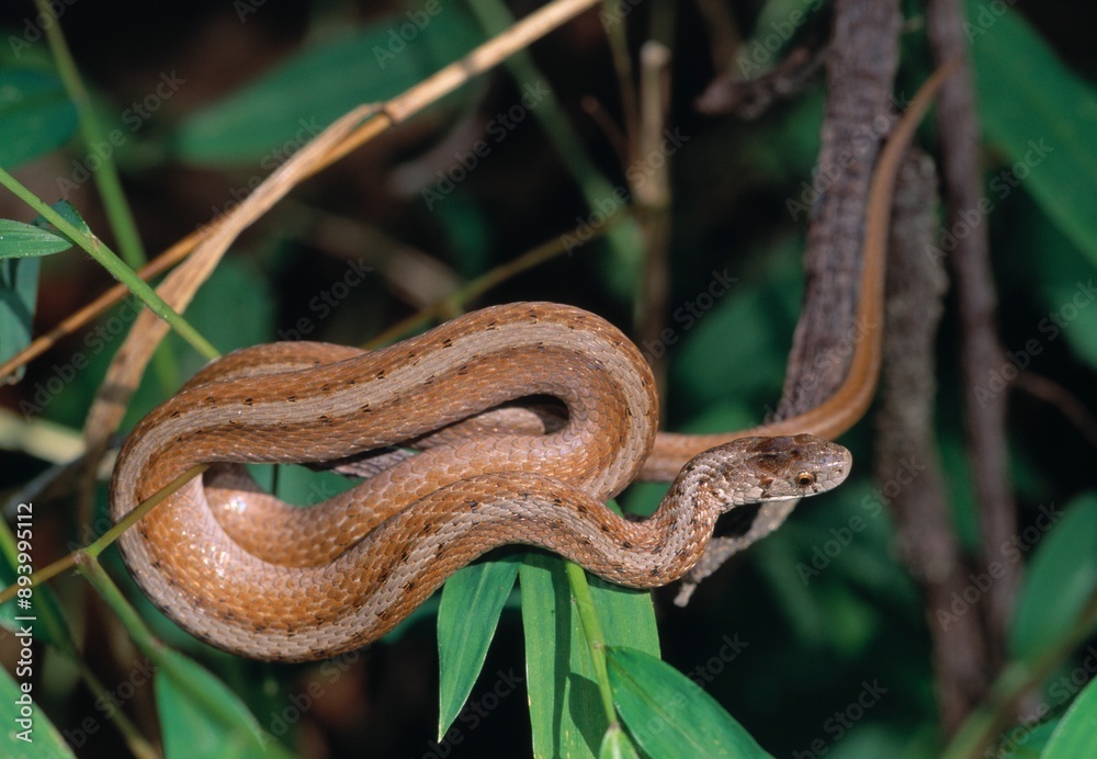 Naklejka premium Northern Brown Snake (Storeria D. Dekayi) Coiled On A Branch, Daniel's Area, Patapsco State Park