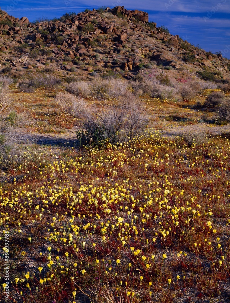 Obraz premium Desert Landscape With Wildflowers, Joshua Tree National Monument