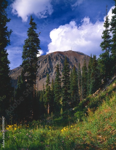 Mountain Meadow With Summer Flowers, San Juan National Forest photo