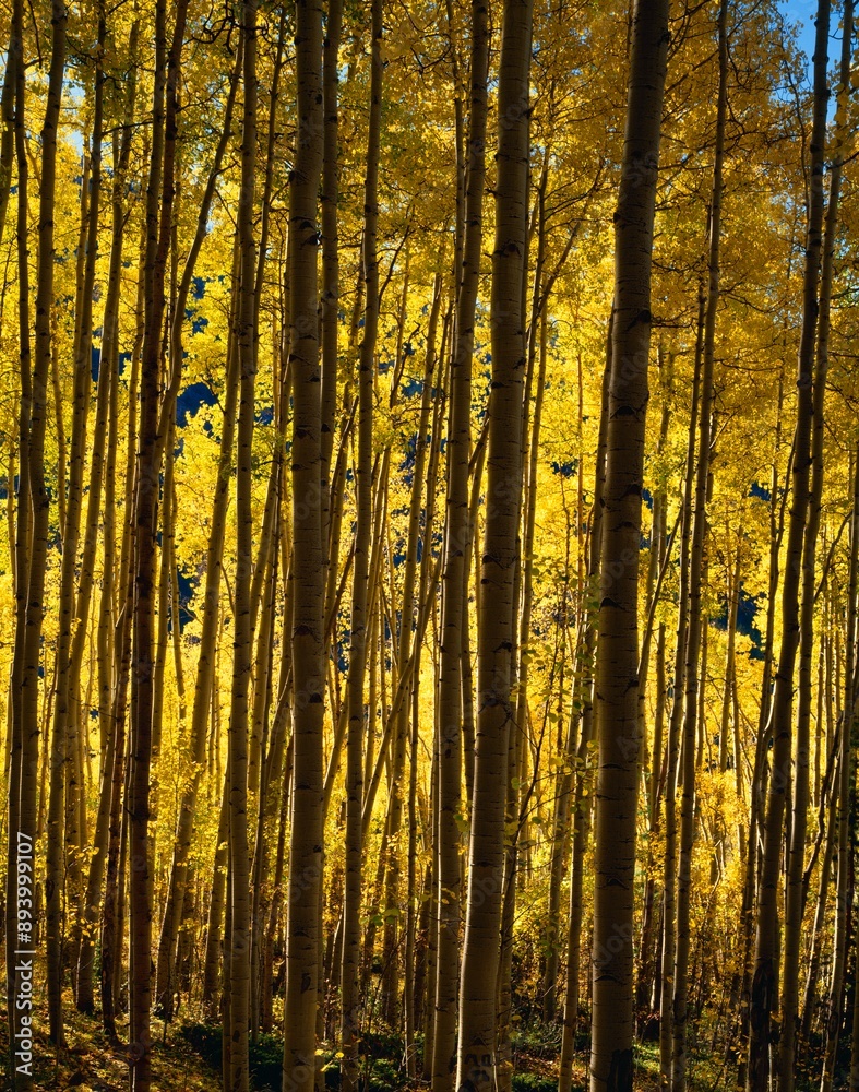Fototapeta premium Closeup Of Aspen Trees