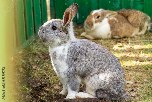 Gray rabbit with one more rabbit behind