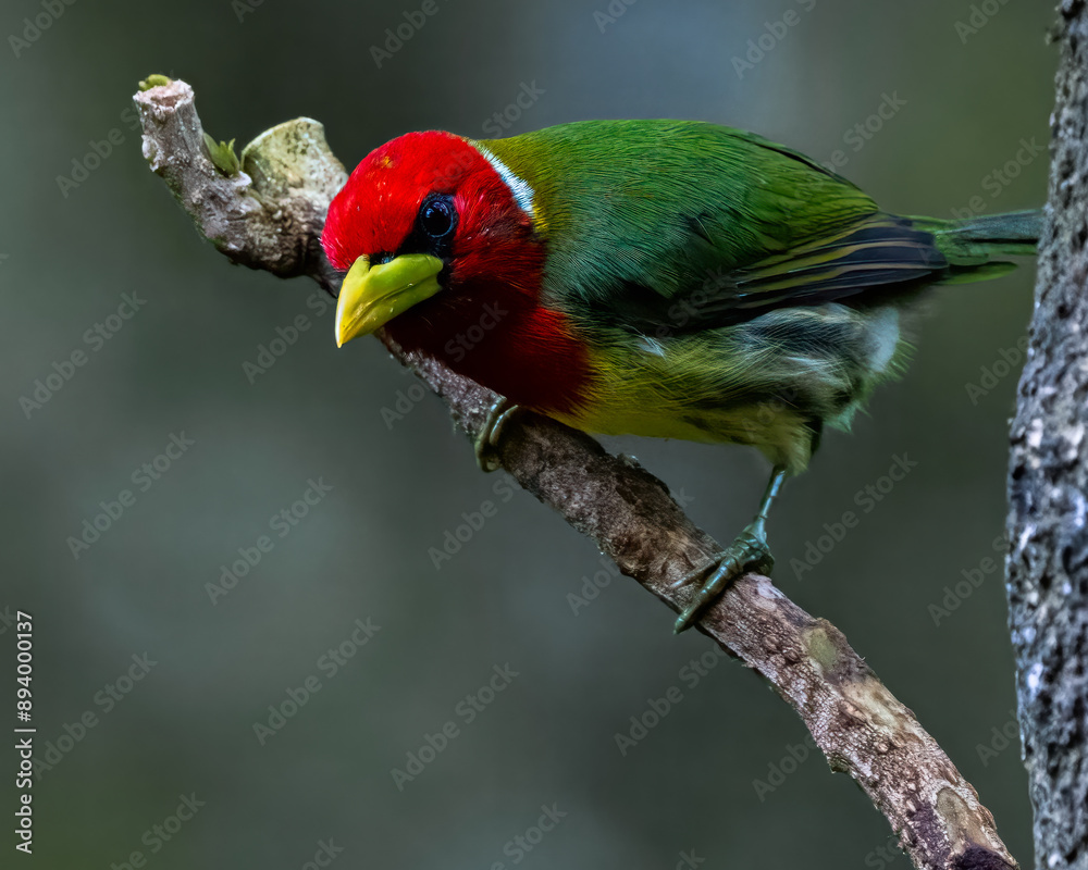 Naklejka premium A curious and enquiring Red-Headed Barbet in the montane forests of Ecuador.