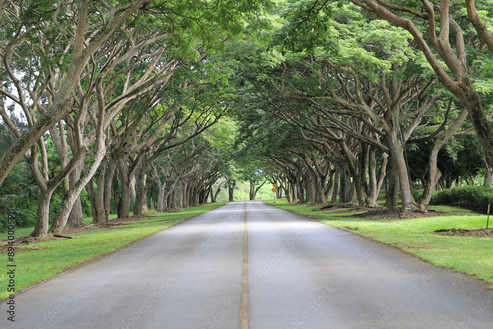 Obraz premium road in the woods