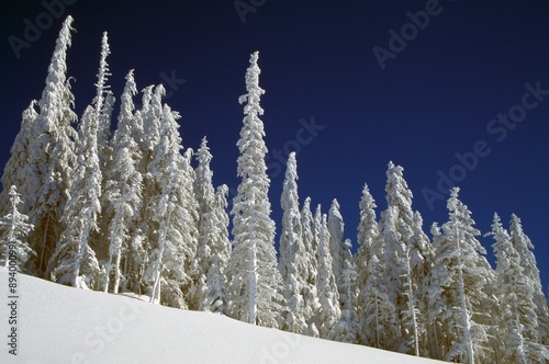 Snow-Covered Pine Trees photo