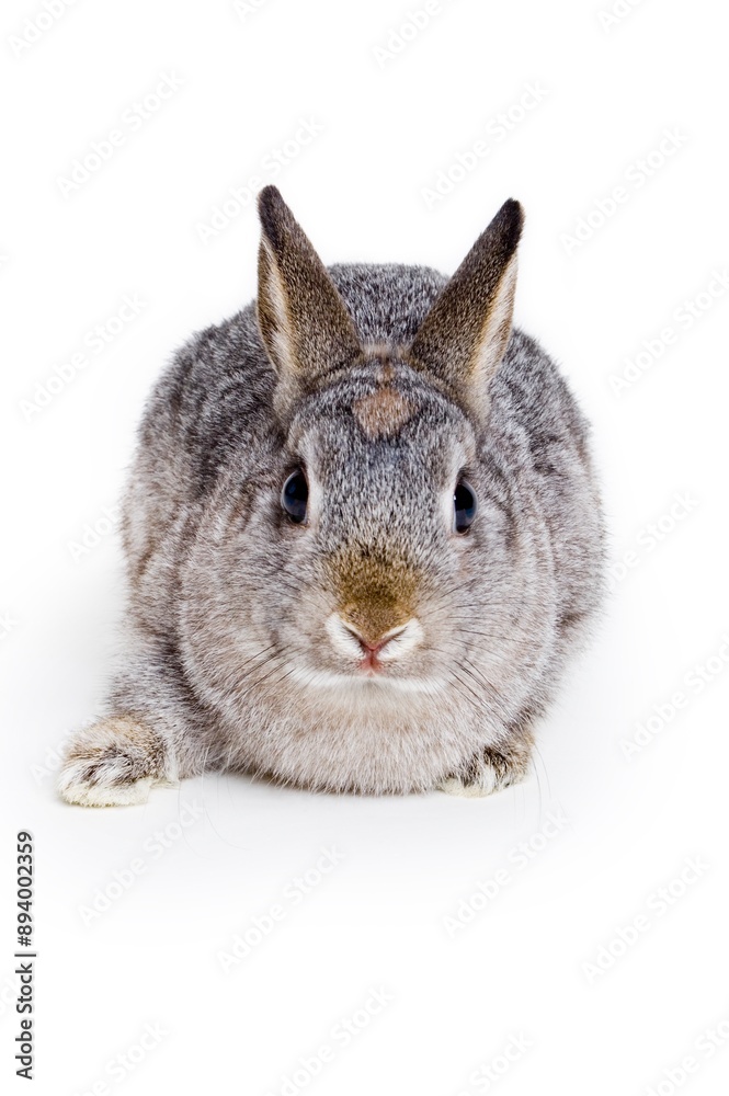 Obraz premium Bunny Rabbit