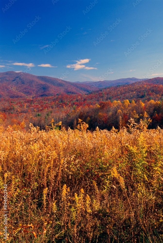 Fototapeta premium Pisgah National Forest In Autumn