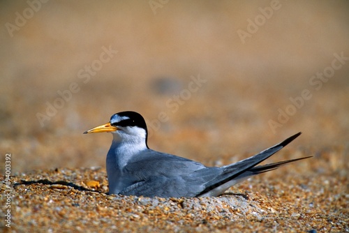 Least Tern On Beach photo