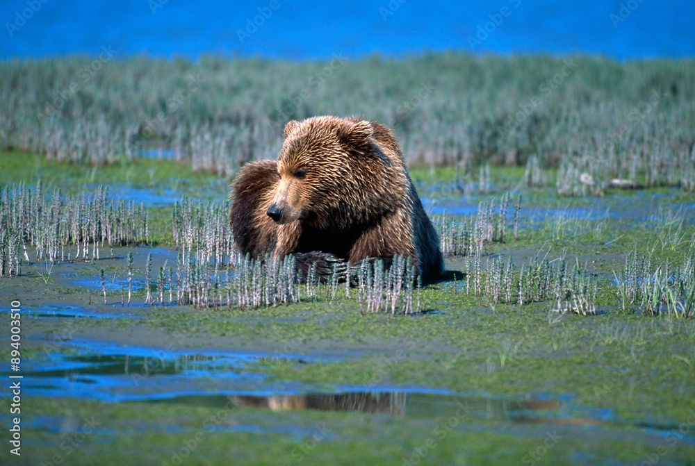 Alaskan Brown Bear On Tidal Flat Alaskan Brown Bear On Tidal Flat