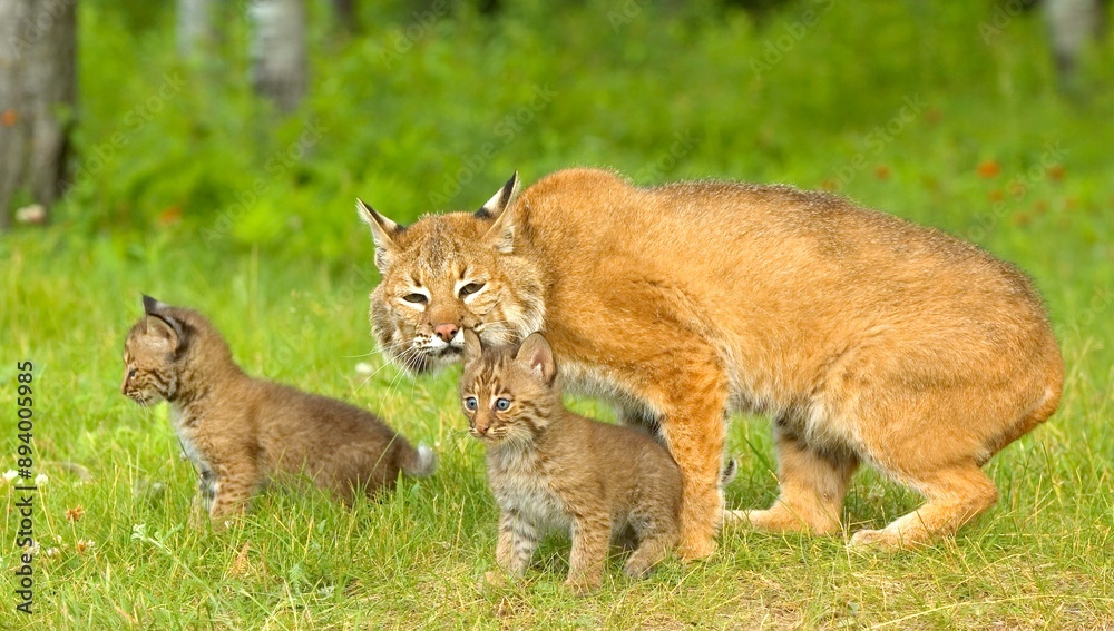 Obraz premium Bobcat Family