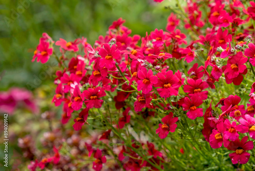 Wallpaper Mural  Elfenspiegel (Nemesia) Torontodigital.ca