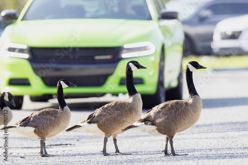Canvastavla Canada geese (Branta canadensis) stopping traffic in southwest Florida