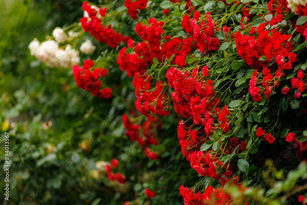 A bush with red flowers and green leaves A bush with red flowers and green leaves