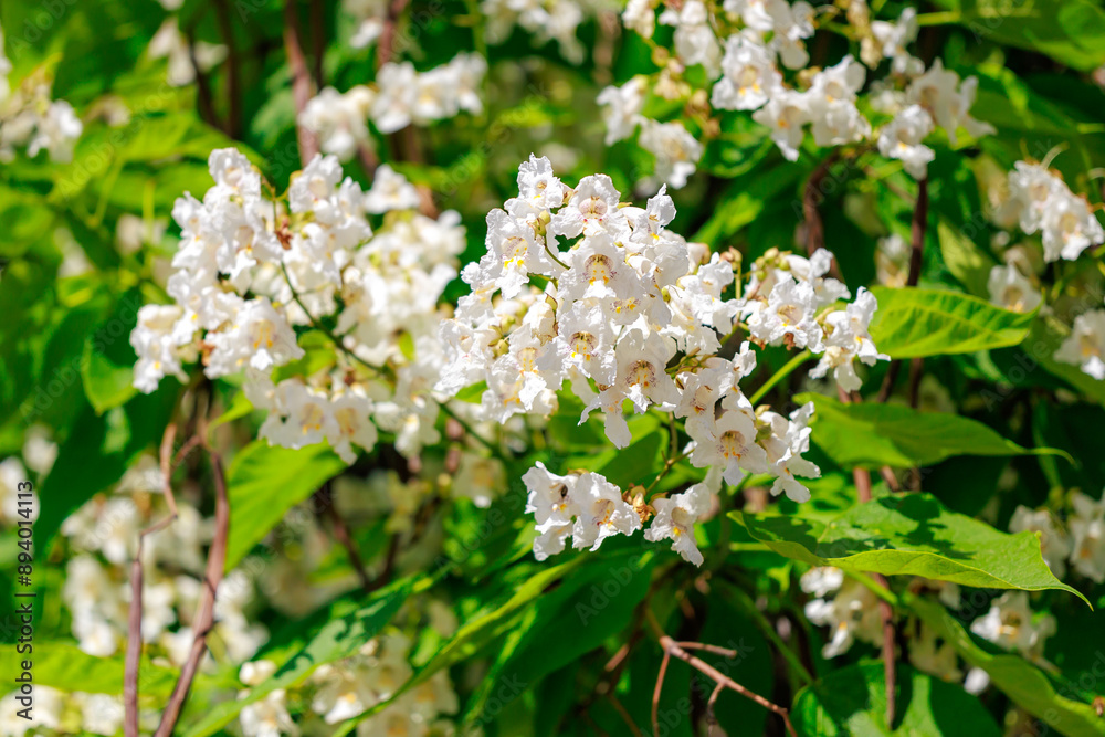 A bunch of white flowers are blooming in a green bush A bunch of white flowers are blooming in a green bush