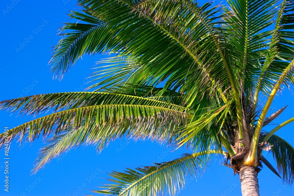 Obraz premium Palm Tree