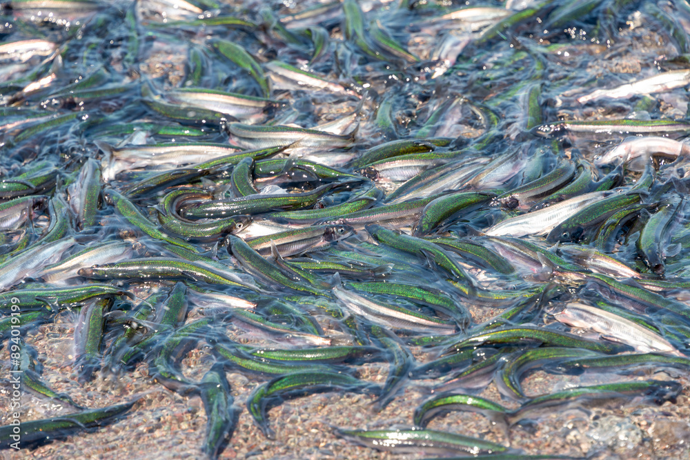Fototapeta premium Multiple small slender capelin swimming in the Atlantic Ocean on a beach in Newfoundland. The swarm of mallotus villosus fish or caplin is silvery green with a tiny head and tail similar to a smelt.