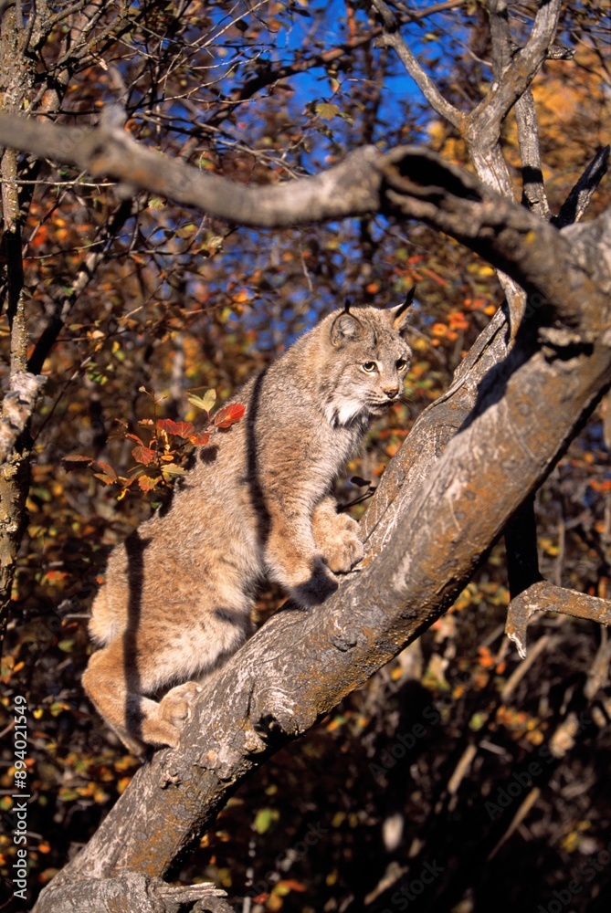 Bobcat Climbing Tree