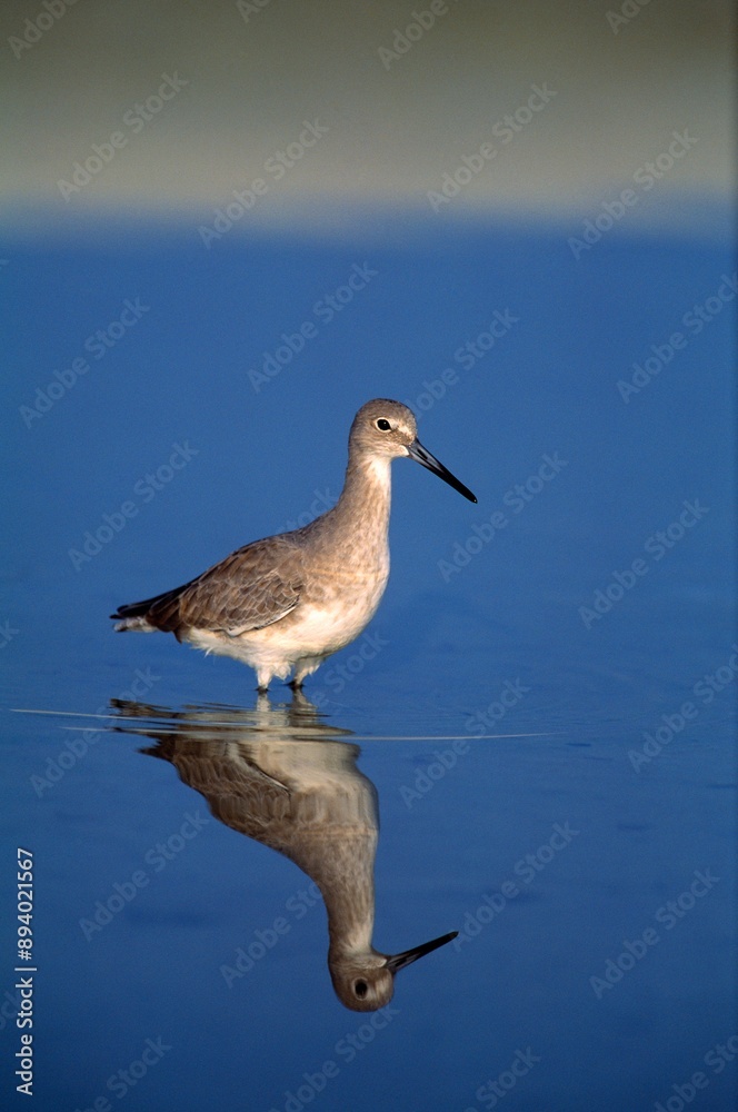Obraz premium Willet Shorebird