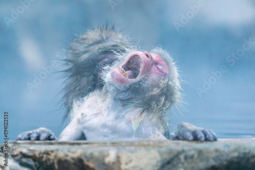 Old snow monkey yawns while sitting in a thermal spring.  Worn out teeth are visible. Jigokudani National Park, Nagano, Japan.